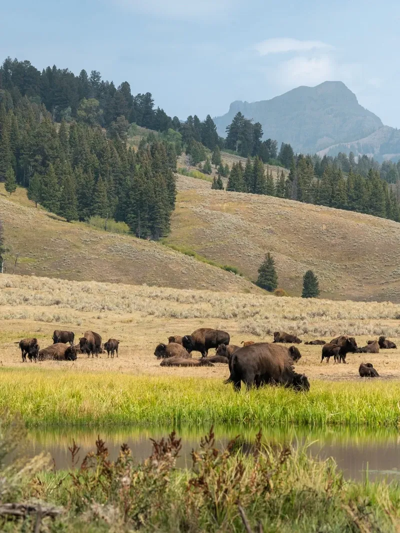 Yellowstone view 3